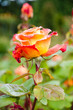 Multicolored rose flower Multicolored rose flower