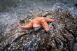 Ochre Sea Star on a rock Ochre Sea Star on a rock