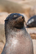 Seal