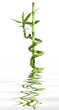 Green bamboo
