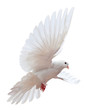 A free flying white dove isolated