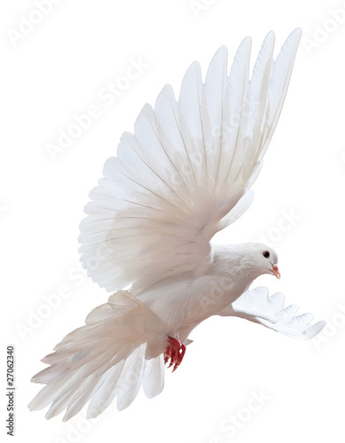 Foto: A free flying white dove isolated A free flying white dove isolated