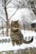Cat in snow. Cat in snow.