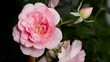 Photo en ligne au meilleur prix timelapse rose
