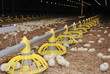 Big poultry rearing farm Big poultry rearing farm