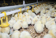 Big poultry rearing farm, chicken drinking water Big poultry rearing farm, chicken drinking water