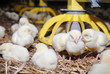 Sleeping group chickens Sleeping group chickens