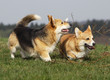 two welsh corgi walking