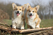 two gays corgies