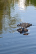 Photo: Everglades Everglades