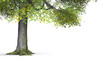Der Baum - freigestellt 01 Der Baum - freigestellt 01