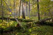 Old oak trees broken lying Old oak trees broken lying