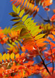 Colorful leaves Colorful leaves