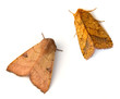 Two Moths Two Moths