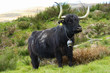 Toro