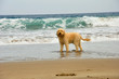 hund am strand