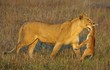 Photo en ligne au meilleur prix Lioness with prey.