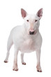Photo en ligne au meilleur prix Bull terrier