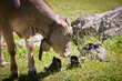 Foto: cow smelling on trekking shoes cow smelling on trekking shoes