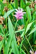 Siam Tulip or Curcuma alismatifolia Gagnep. Siam Tulip or Curcuma alismatifolia Gagnep.