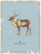 Vector: retro christmas/winter background with reindeer retro christmas/winter background with reindeer