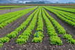 plantation de salades
