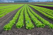 plantation de salades