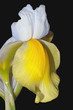 Yellow and white Iris