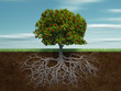 Illustration: Conceptual tree with apple and root Conceptual tree with apple and root