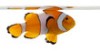 Clownfish, Amphiprion ocellaris, in front of white background