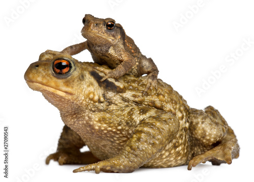 Photo: Mother Common toad and her baby, bufo bufo Mother Common toad and her baby, bufo bufo