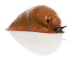 Red slug, Arion rufus, in front of white background