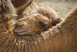 Camel baby