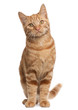 Ginger mixed breed cat, 6 months old, sitting Ginger mixed breed cat, 6 months old, sitting