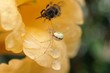 l'abeille et l'araignée