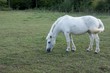 Le Cheval broute