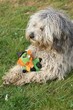 Halloween et le chien