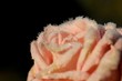 La Rose et le Givre