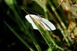 Papillon et les goutes d'eau