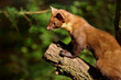 Baummarder 2