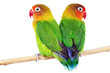 Pair of lovebirds