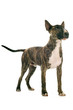bull terrier bull terrier