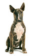 bull terrier assis bull terrier assis