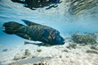 Humphead wrasse Cheilinus undulatus Humphead wrasse Cheilinus undulatus