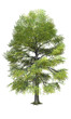 Der Baum - freigestellt 02