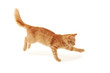 kitten jumping