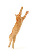 kitten jumping