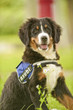 Hund Azubi Welpe