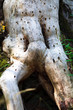 moss moss