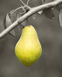 Reife leckere Birne am Birnbaum - Delicious Pear